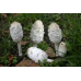 Мицелий Чернильного гриба / Навозник белый (Coprinus comatus)